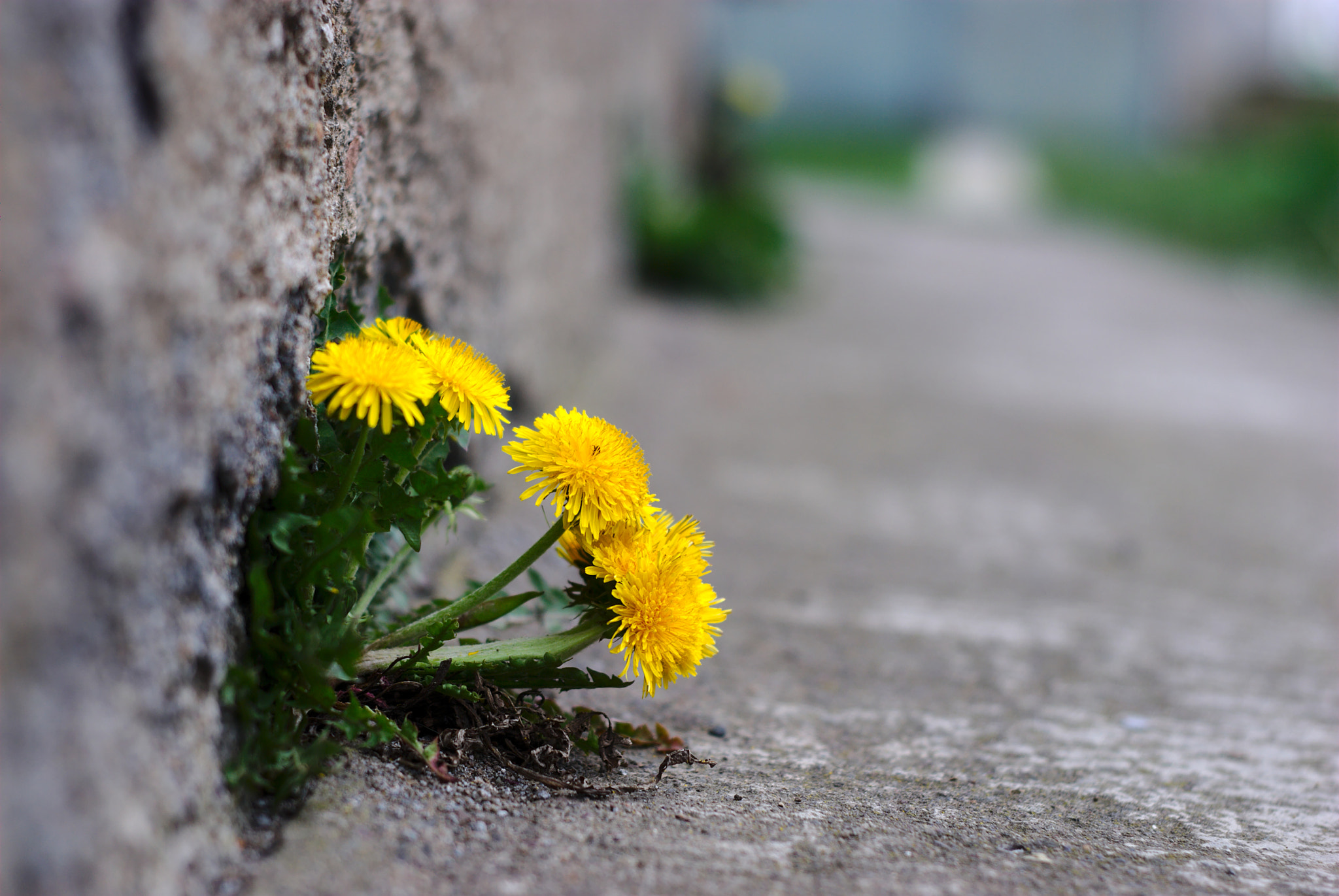 Resilience is nature’s default setting (and it can be yours, too)